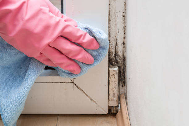 Best Residential Mold Inspection & Testing  in West Lafayette, OH